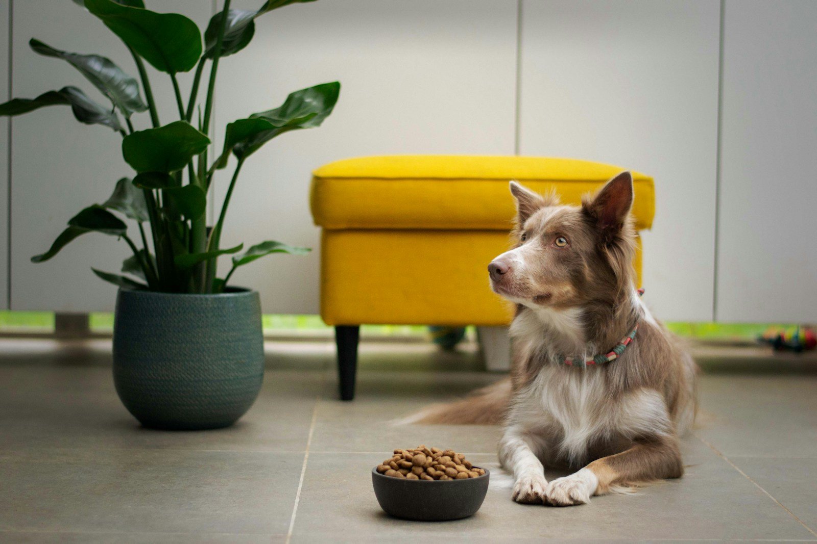 Mi cachorro no quiere comer: posibles causas