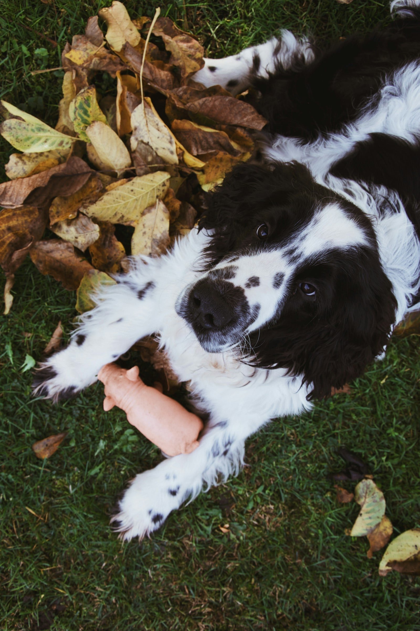 Border collie cachorro: comportamiento y educación