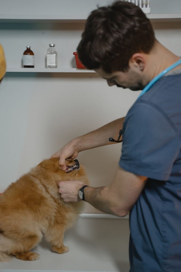 Veterinaria examinando con atención a un perro