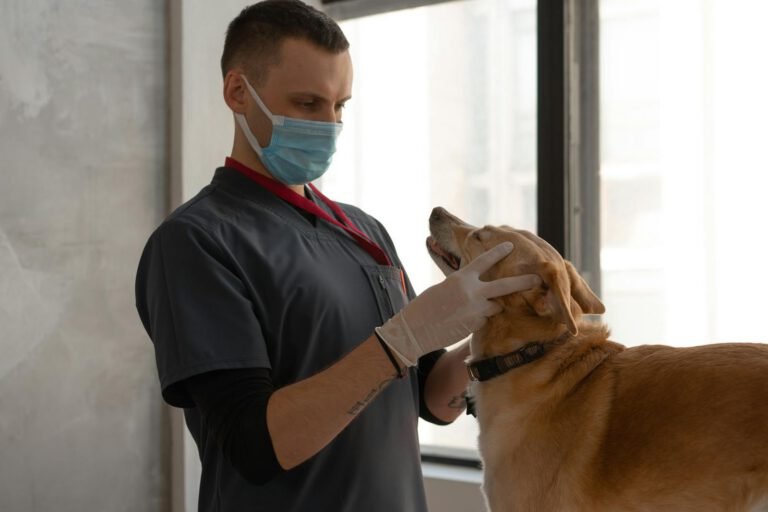 Veterinaria examinando con atención a un perro