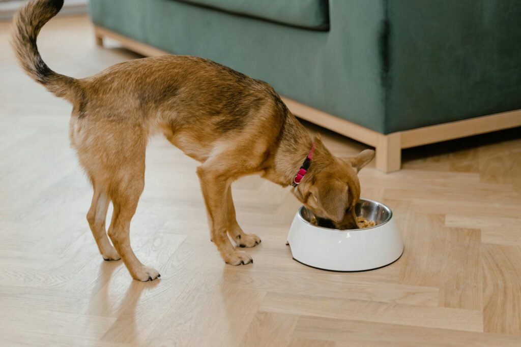 Perro comiendo de su comedero