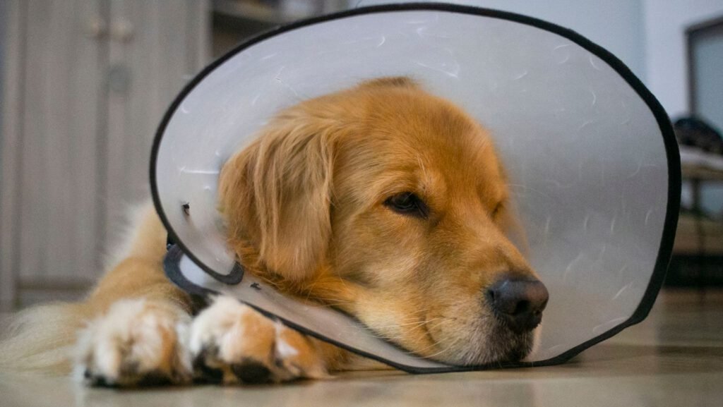 Perro descansando tranquilo durante su recuperación