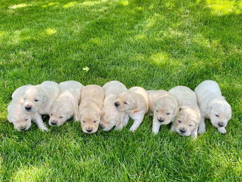 Camada de cachorros juntos al aire libre