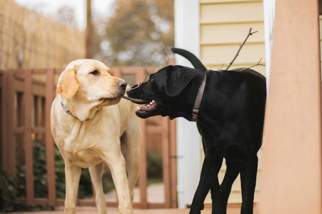 Dos perros de razas distintas juntos al aire libre