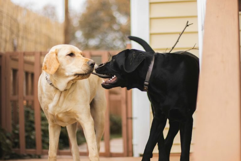 Dos perros de razas distintas juntos al aire libre